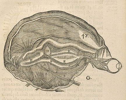 Diagram of brain